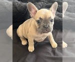 Puppy 3 French Bulldog