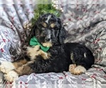 Small Photo #4 Bernedoodle-Poodle (Standard) Mix Puppy For Sale in COCHRANVILLE, PA, USA