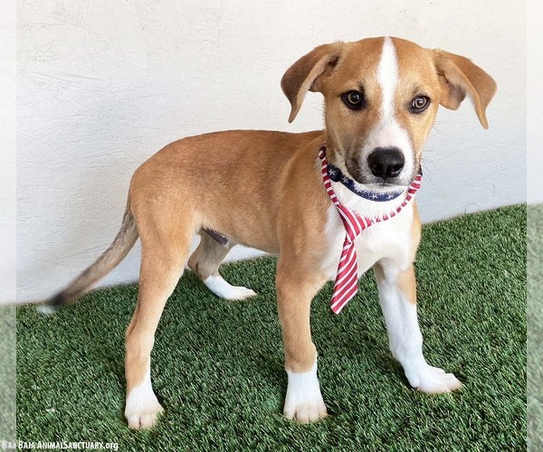 Medium Photo #2 Labbe Puppy For Sale in San Diego, CA, USA