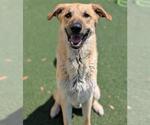 Small Anatolian Shepherd Mix