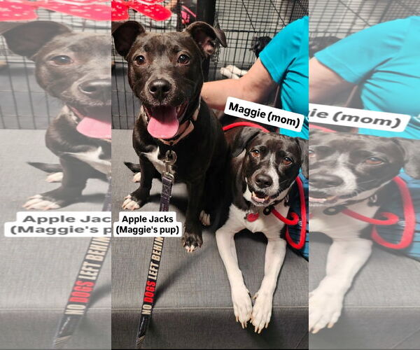 Medium Photo #3 American Pit Bull Terrier-Beagle Mix Puppy For Sale in Rockaway, NJ, USA