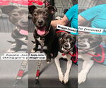 Small #2 American Pit Bull Terrier-Beagle Mix