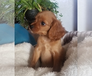 Cavalier King Charles Spaniel Puppy for sale in MULDROW, OK, USA