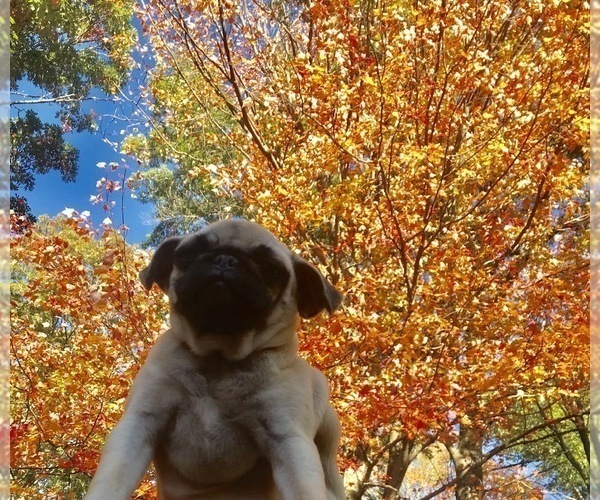 Medium Photo #2 Pug Puppy For Sale in NEW WINDSOR, NY, USA