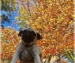 Small Photo #2 Pug Puppy For Sale in NEW WINDSOR, NY, USA