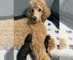 Small #4 Poodle (Standard)