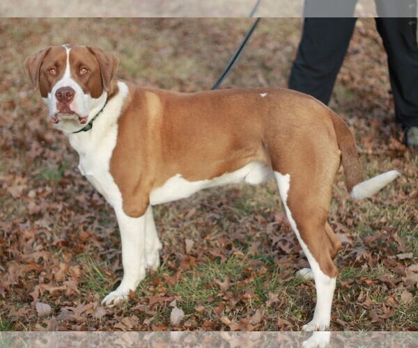 Medium Photo #6 Saint Bernard-Unknown Mix Puppy For Sale in Cookeville, TN, USA
