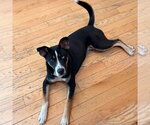 Small #11 Retriever  Mix