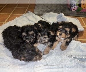 Yorkshire Terrier Puppy for sale in SANTA ROSA, CA, USA