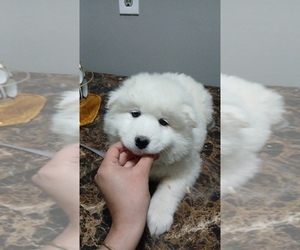 Samoyed Puppy for sale in DETROIT, MI, USA