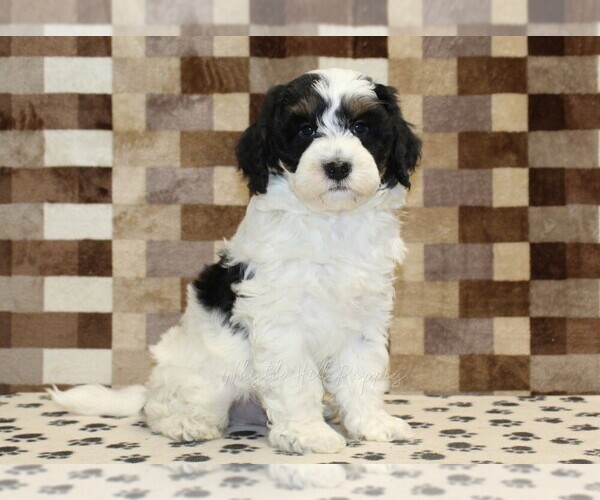 Medium Photo #1 Bernedoodle (Miniature) Puppy For Sale in DENVER, PA, USA