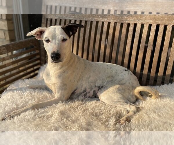 Medium Photo #6 Mutt Puppy For Sale in Conway, AR, USA