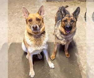 German Shepherd Dog Dogs for adoption in Millburn, NJ, USA