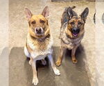 Small German Shepherd Dog