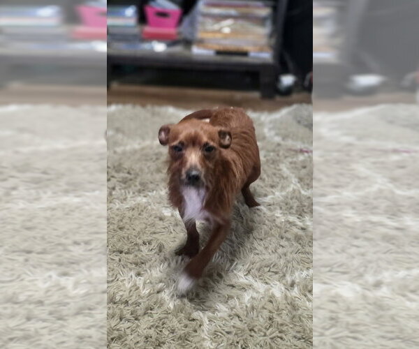 Medium Photo #2 Dachshund-Unknown Mix Puppy For Sale in Aurora, IN, USA