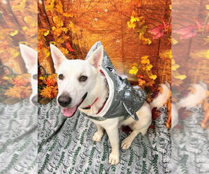 Mutt Dogs for adoption in Bryant, AR, USA