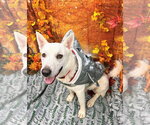 Small Photo #4  Puppy For Sale in , 