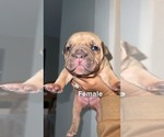 Small Photo #4 American Bully-American Pit Bull Terrier Mix Puppy For Sale in BORING, OR, USA
