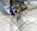 Small #5 Mastiff
