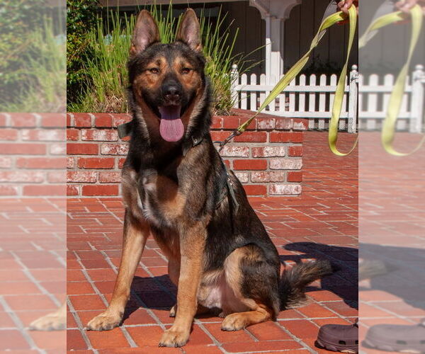 Medium Photo #2 German Shepherd Dog-Unknown Mix Puppy For Sale in San Jose, CA, USA