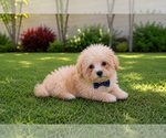 Small #2 Poodle (Toy)