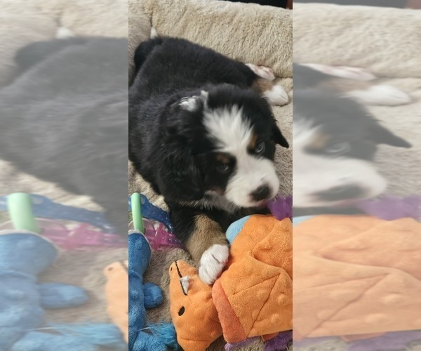 Medium Photo #4 Bernese Mountain Dog Puppy For Sale in BROOKHAVEN, MS, USA