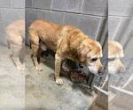 Small #2 Labrador Retriever