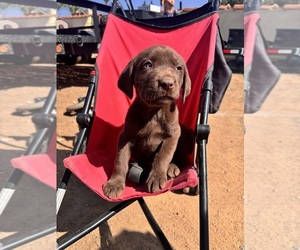Labrador Retriever Puppy for sale in MORENO VALLEY, CA, USA