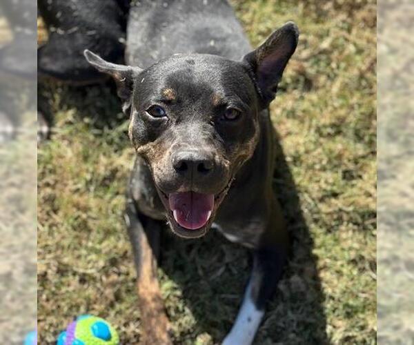 Medium Photo #2 Staffordshire Bull Terrier Puppy For Sale in Tulsa, OK, USA
