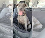 Small #6 American Pit Bull Terrier-German Shepherd Dog Mix