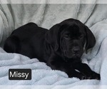 Small #2 Cane Corso