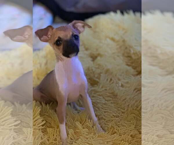 Medium Photo #2 Chihuahua-Unknown Mix Puppy For Sale in Visalia, CA, USA