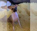 Small #1 Chihuahua Mix