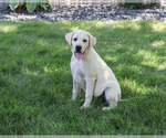 Small #3 Labrador Retriever