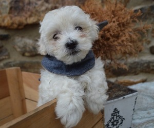 Poodle (Miniature)-Shorkie Tzu Mix Puppy for sale in HONEY BROOK, PA, USA