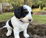 Puppy Gracie Miniature Bernedoodle
