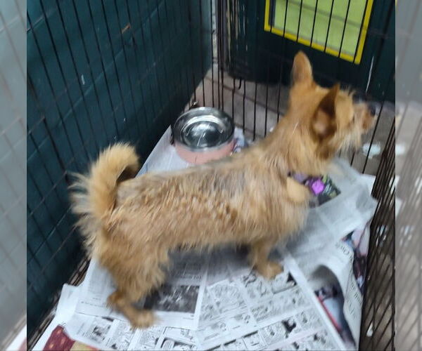 Medium Photo #2 Mutt Puppy For Sale in Mukwonago, WI, USA