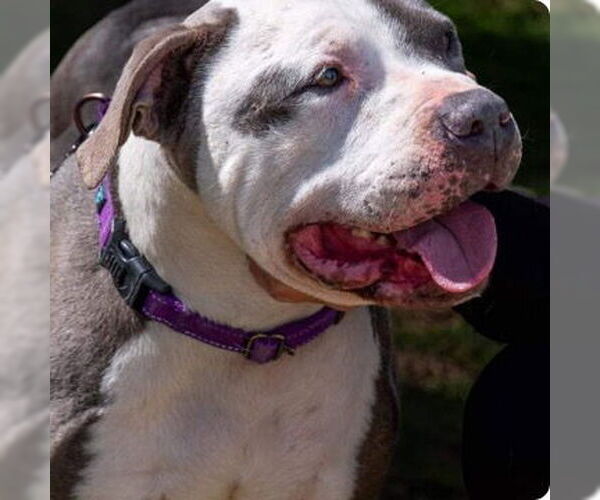 Medium Photo #5 American Pit Bull Terrier-Unknown Mix Puppy For Sale in Rustburg, VA, USA