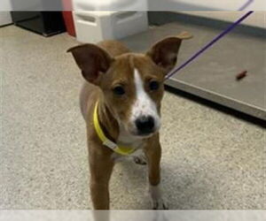 Border Collie Dogs for adoption in Redwood City, CA, USA