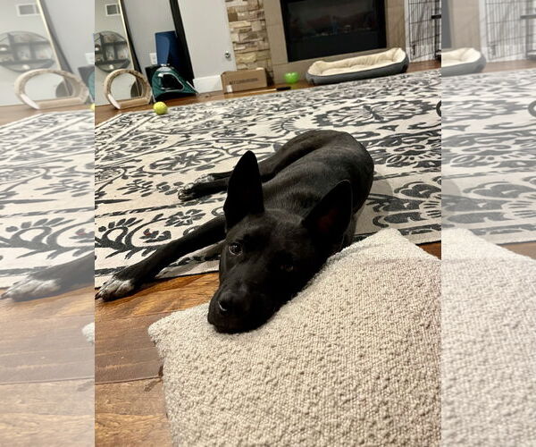 Medium Photo #4 Mutt Puppy For Sale in Aurora, CO, USA