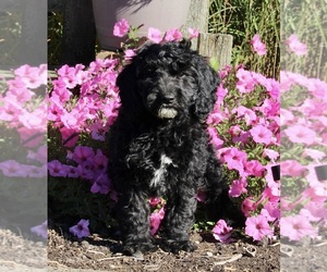 Labradoodle Puppy for sale in FREDERICKSBURG, OH, USA