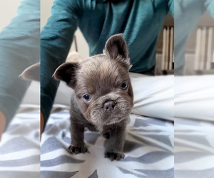 French Bulldog Puppy for sale in SACRAMENTO, CA, USA