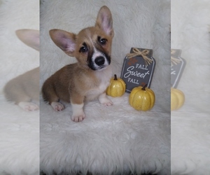 Pembroke Welsh Corgi Puppy for sale in INDIANAPOLIS, IN, USA