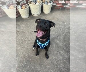American Bulldog-German Shepherd Dog Mix Dogs for adoption in Aurora, CO, USA