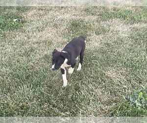 Border Collie Puppy for sale in MARSHFIELD, MO, USA