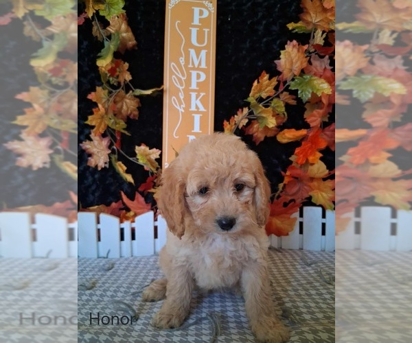 Medium Photo #1 Goldendoodle (Miniature) Puppy For Sale in MOUNT PLEASANT, MI, USA