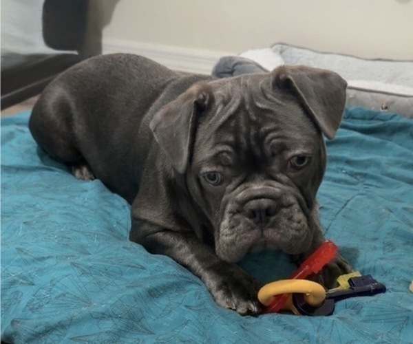 Medium Photo #2 French Bulldog Puppy For Sale in VALRICO, FL, USA