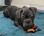 Small Photo #2 French Bulldog Puppy For Sale in VALRICO, FL, USA