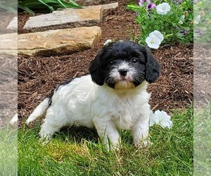 Cavapoo Puppy for sale in PARKESBURG, PA, USA