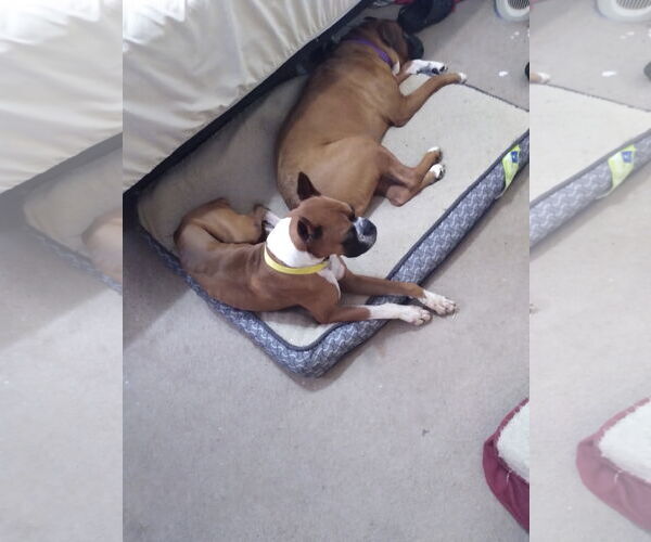 Medium Photo #5 Boxer Puppy For Sale in  Katy, TX, USA